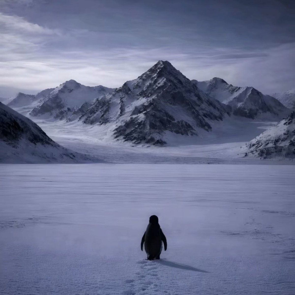 penguenreal penguenreal